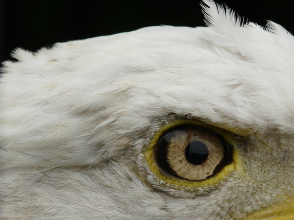 Free stock photos - Rgbstock - Free stock images | Eagle Eye 2 | jbeard ...